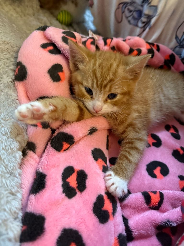 3 kittens ❤️❤️❤️