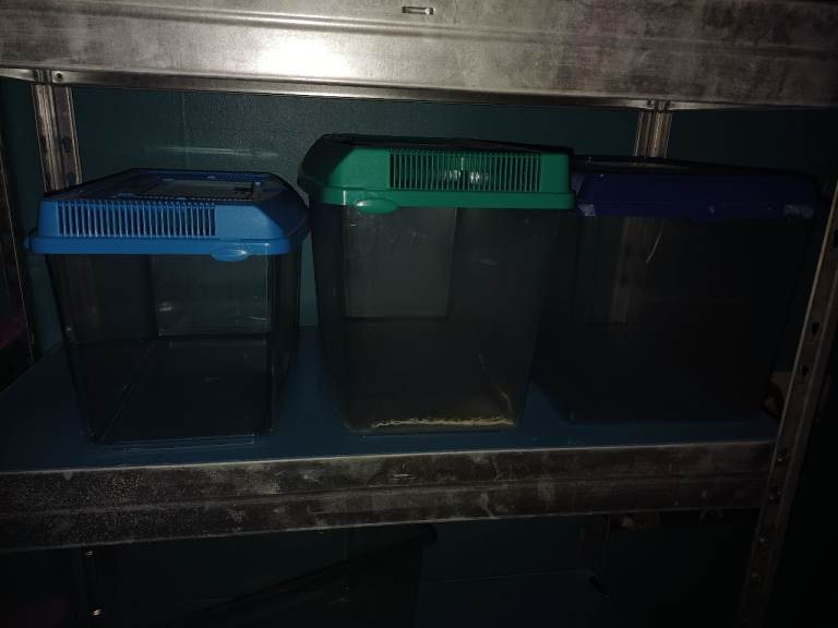 Assorted tanks for bugs or reptiles 