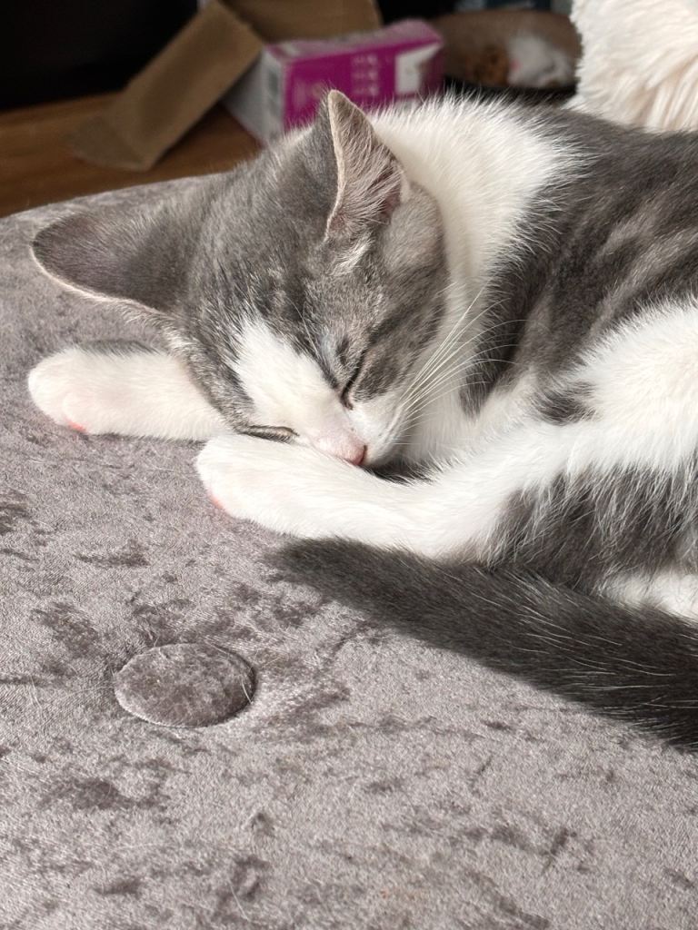1 grey and white kitten 