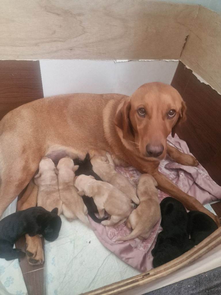Purebred Labrador Pups