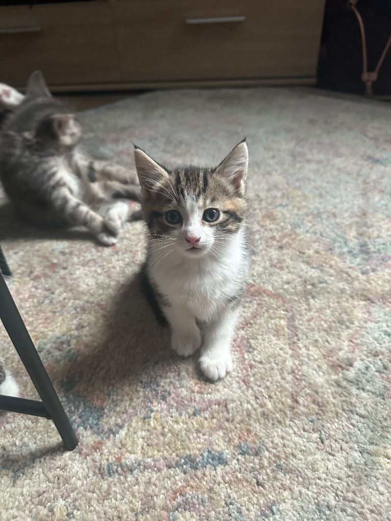 Kittens for sale! 7weeks