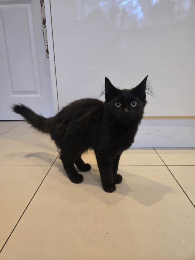Three Beautiful Kittens for Sale – Ready for Their Forever Homes