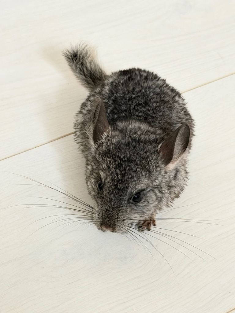 Chinchillas for sale 