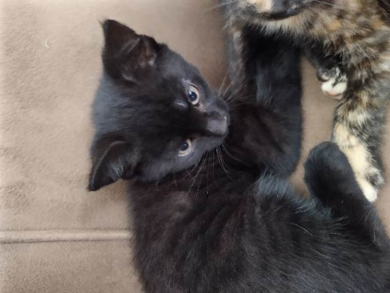 Kittens, black.