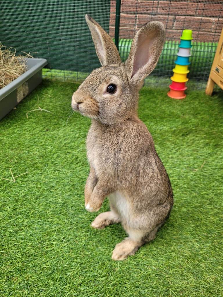 Beautiful Female Mini Lop Mix - READY NOW