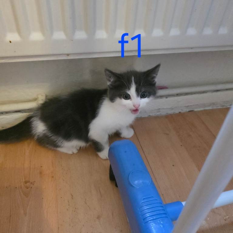 4 Kittens for sale, ready to go