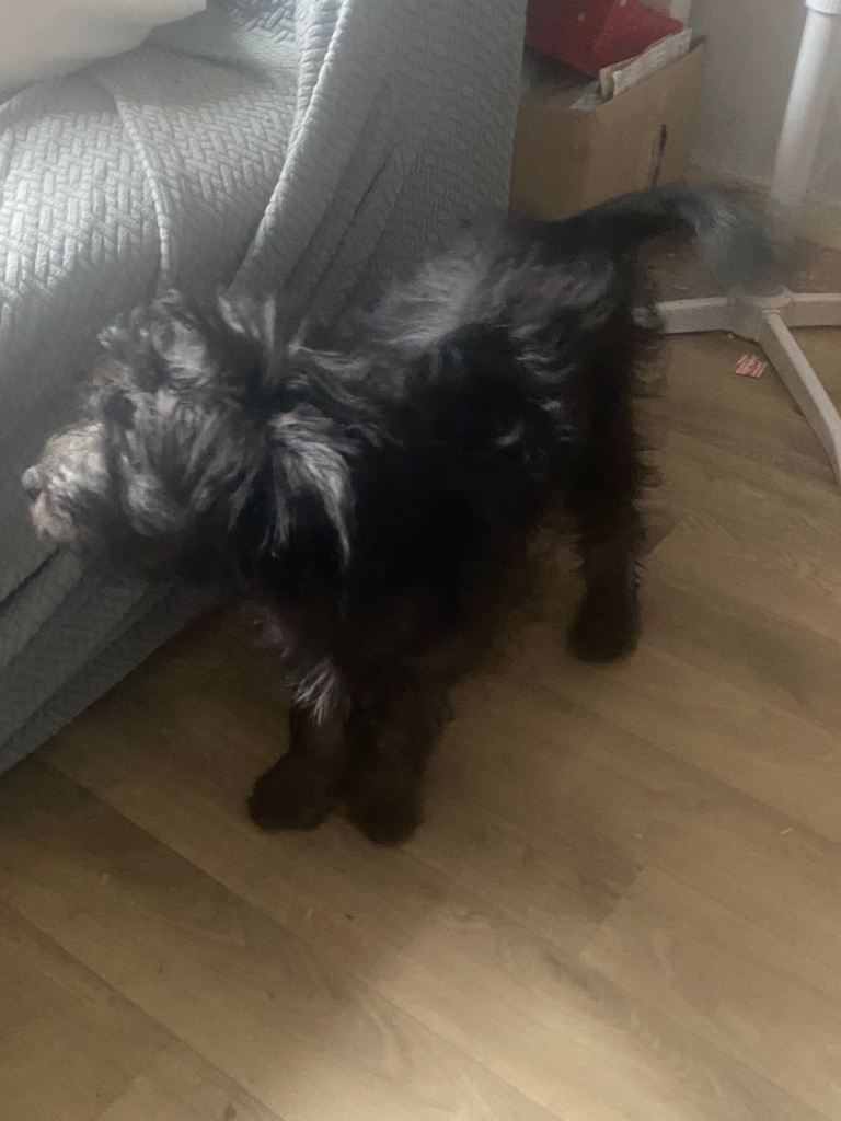 Maltipom puppies  14 weeks old 