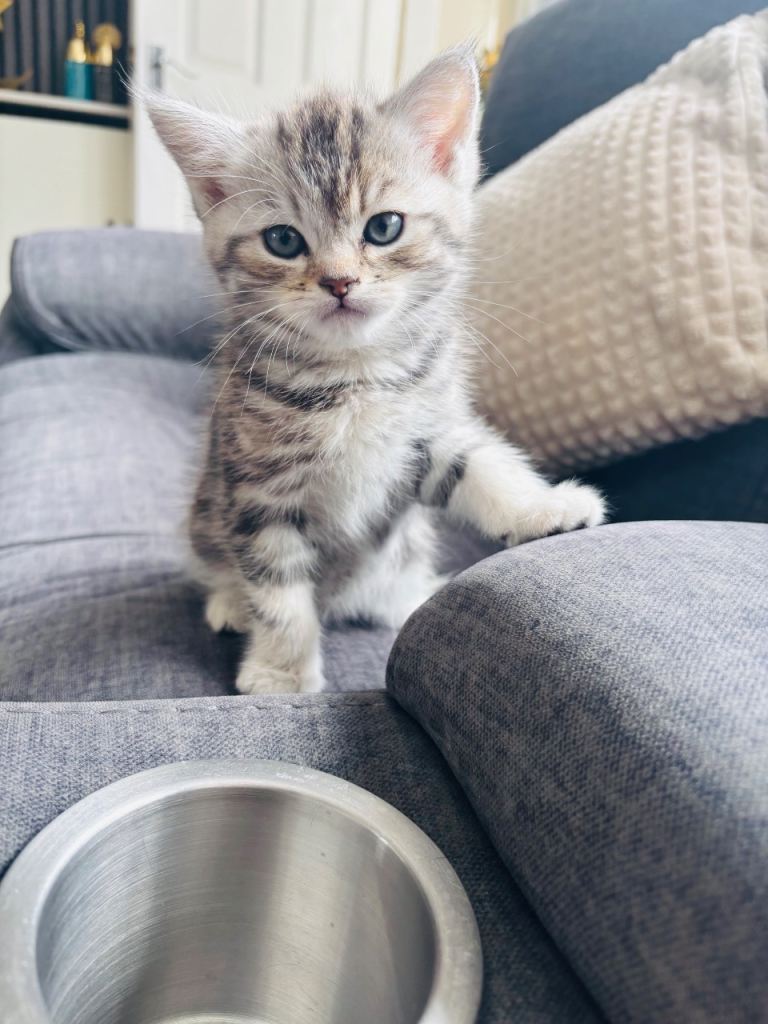 Beautiful kittens 