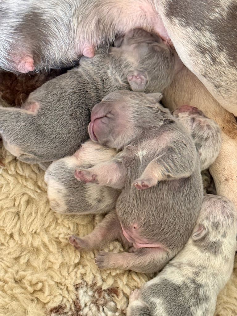 French bulldog puppies 