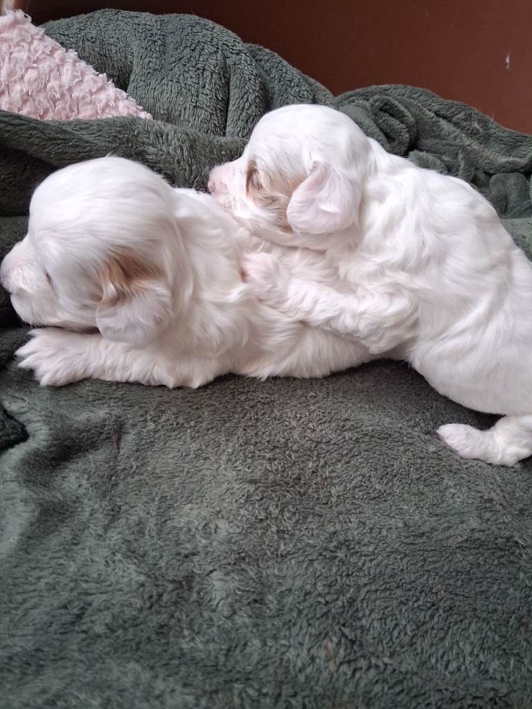 Stunning Maltipoo Puppies