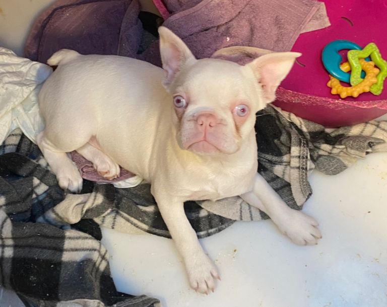 Reduced Last Pink female KC registered French Bulldog puppy