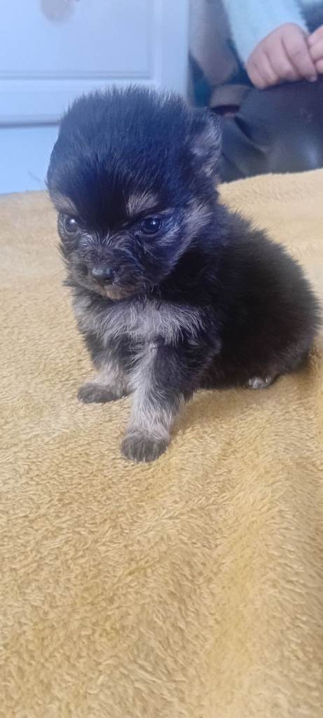 4 male pomchi puppys pomeranian x chihuahua lilac cream  