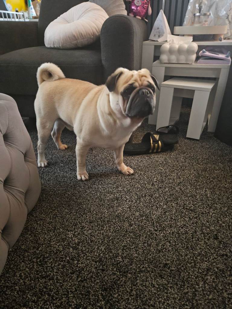 Pug 