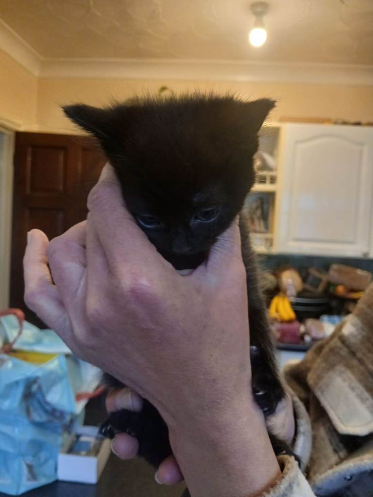 Kittens for sale