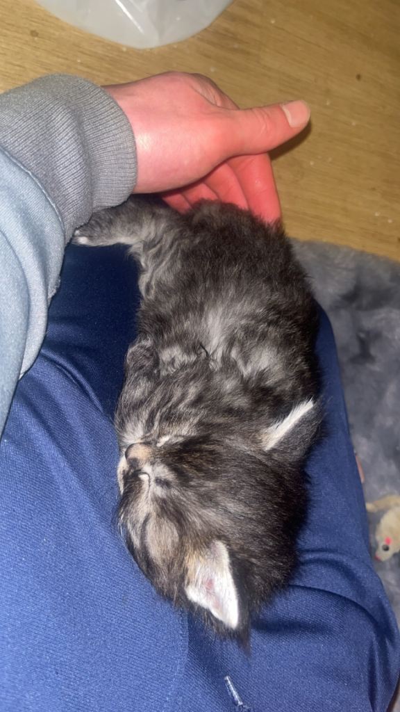 Maine coon x Ragdoll breed kittens for sale