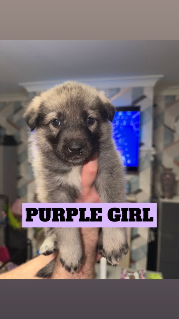 German Shepherd cross Husky Puppies