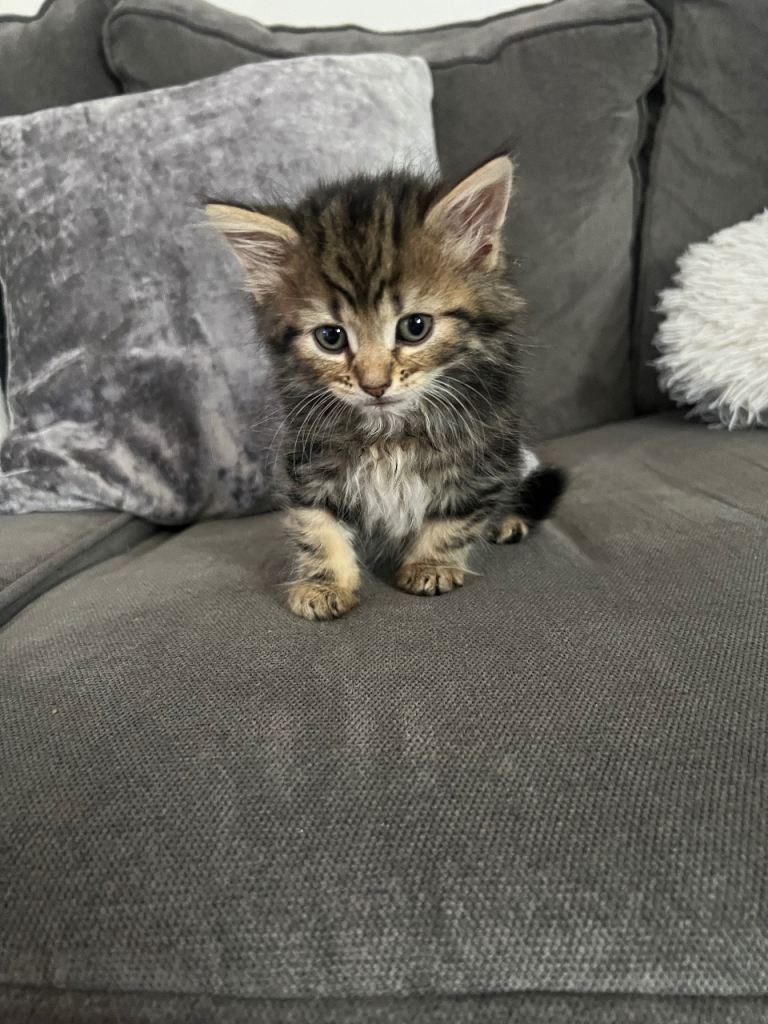3 cute kittens for sale 🐾🐾🥹