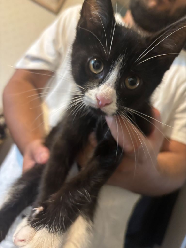 Kitten for sale