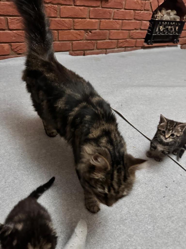 Siberian kittens ready to go in 2 weeks 