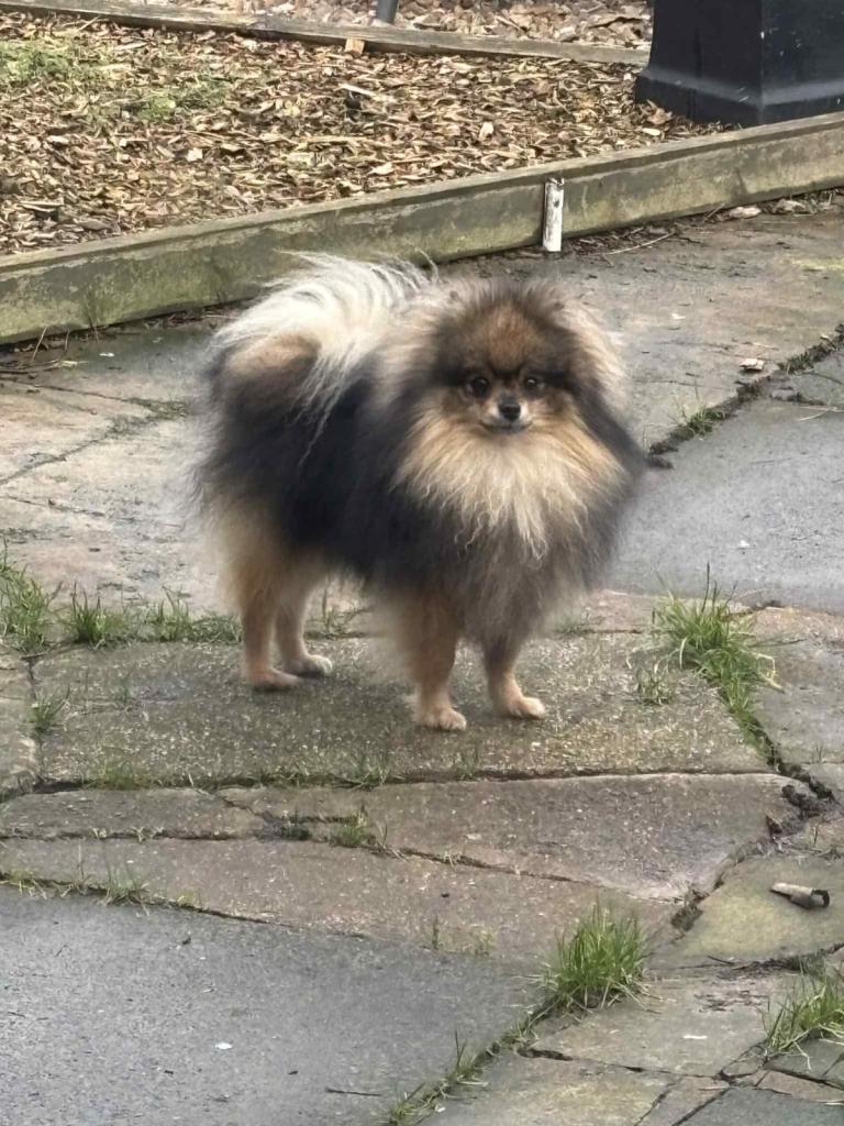 POMERANIAN male 3 YEARS OLD ready now
