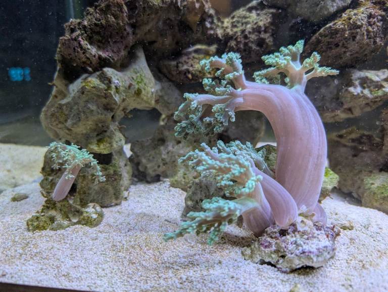 PENDING collection Marine aquarium 