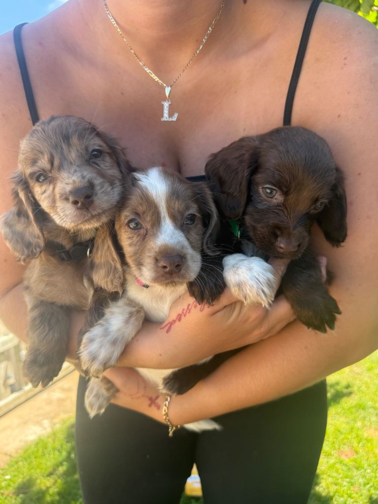 F1 Sprocker spaniel puppies 