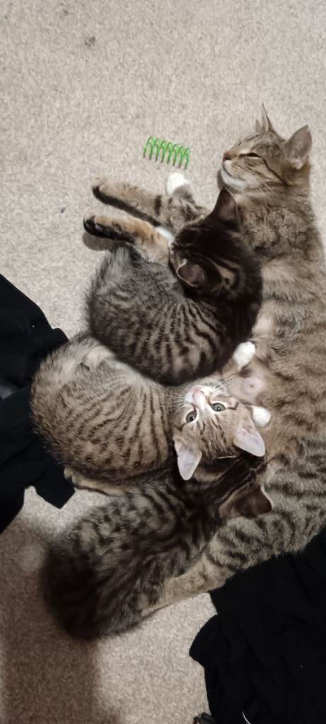 4 kittens ready for new home 