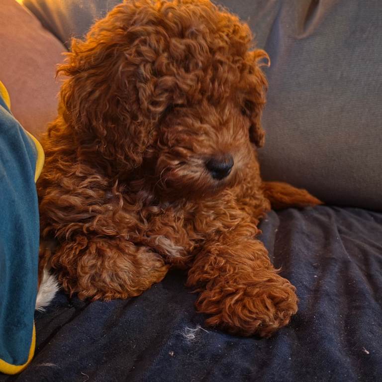 Fix red toy poodle kc registered 10 weeks old 