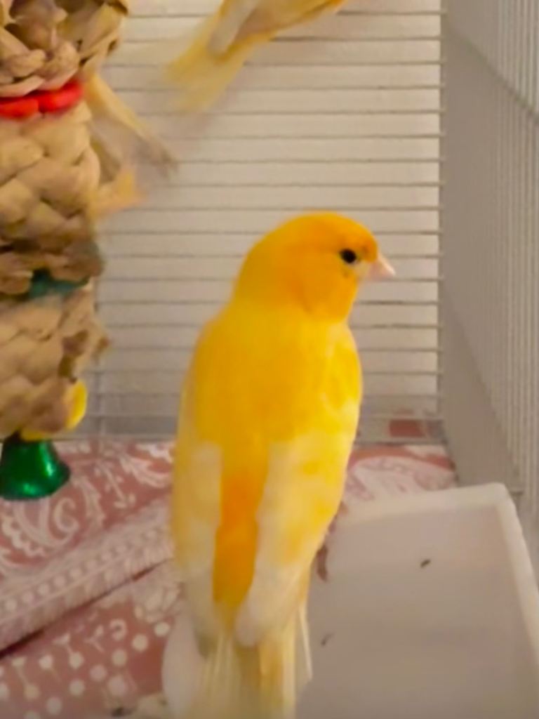 Singing Male Canary