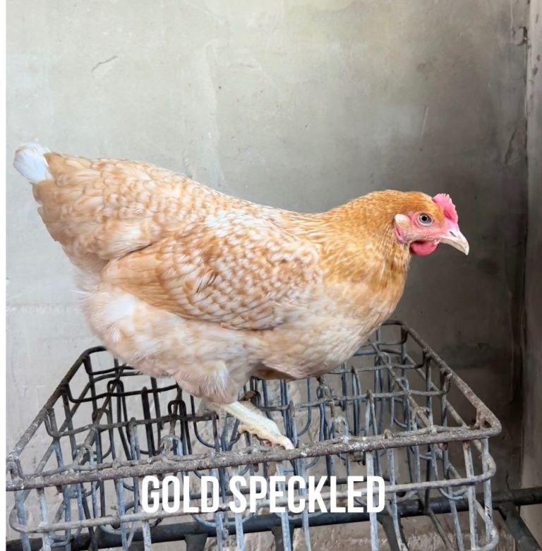 Chickens hens pol poultry 