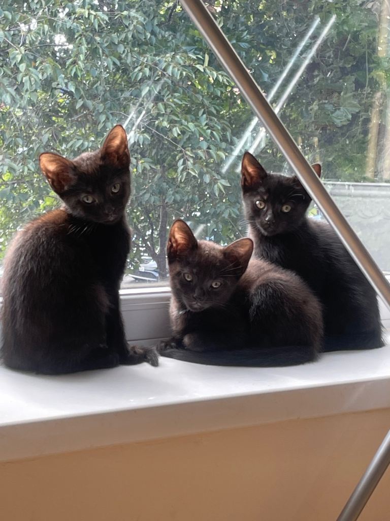 3 black kittens looking for forever homes 