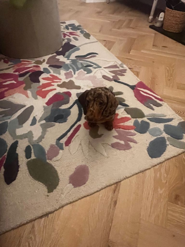 2 beautiful KC Registered Miniature dapple short haired daschund