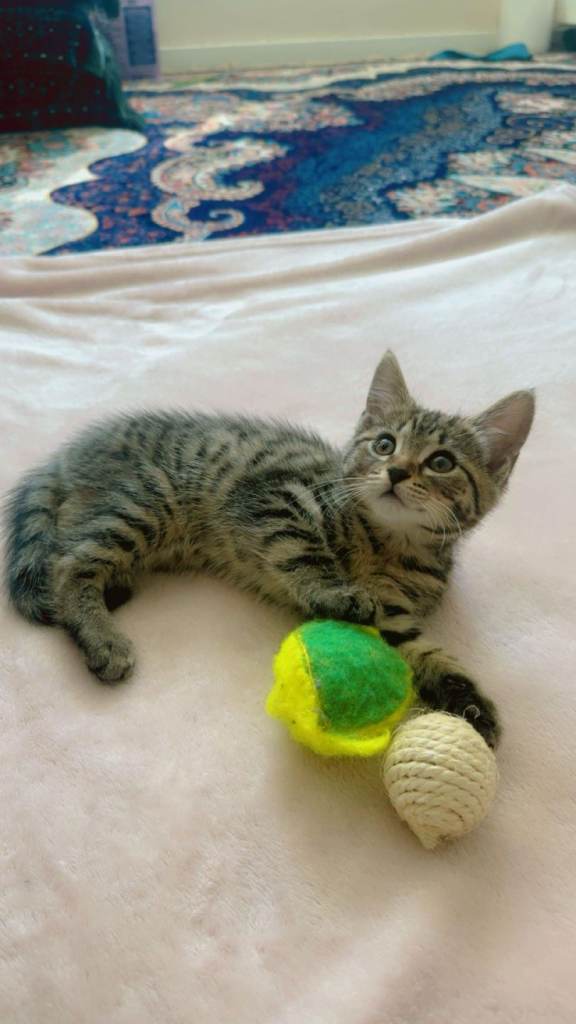 Sold . We currently have no kittens available till one month.Thank you for your patience