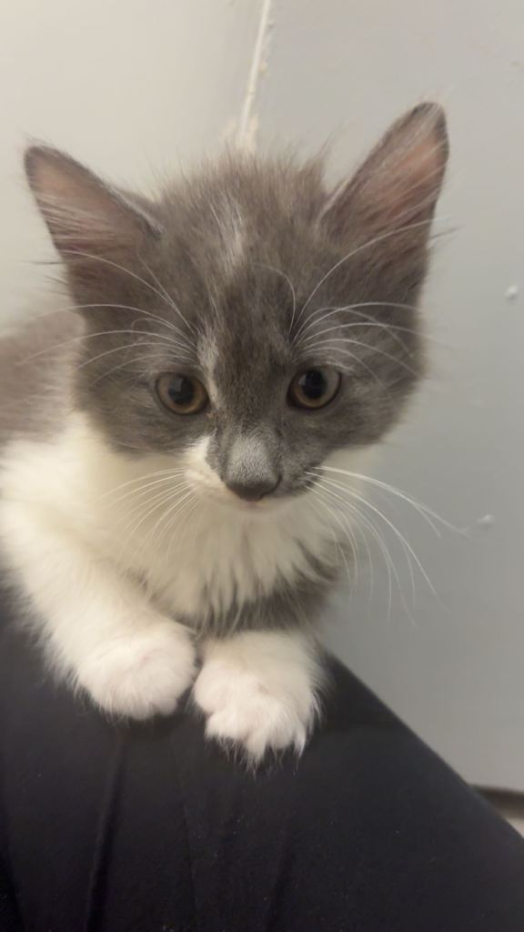 Grey, long haired, female kitten