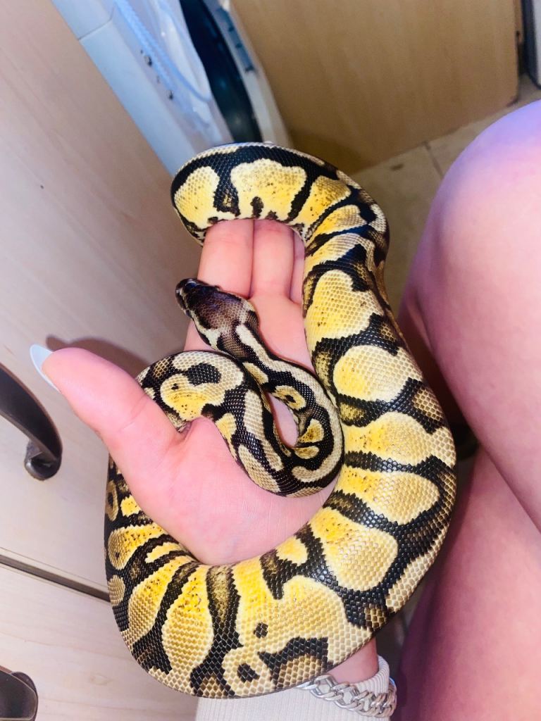 ball python for sale 100£ each 