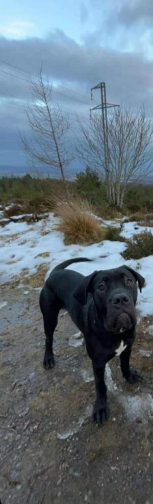 Pedigree cane corso boy looking for his forever home 