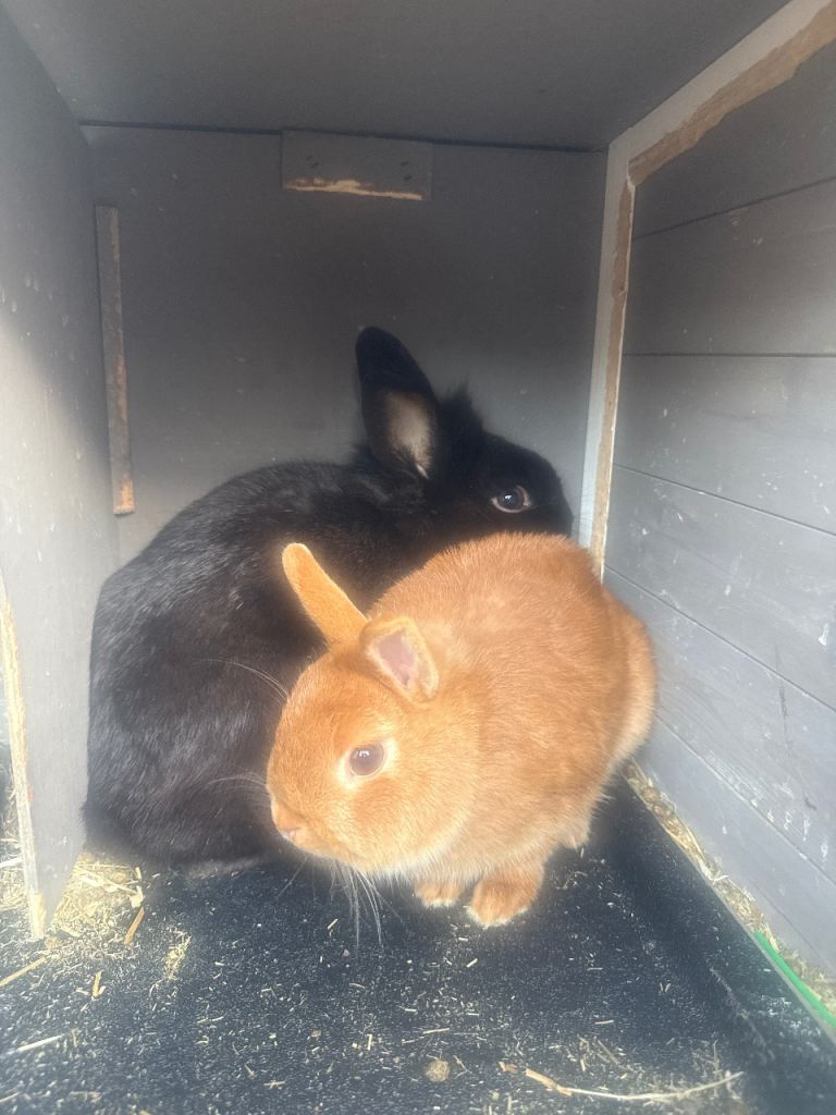 Baby Mini lion head and mini netherland dwarf 