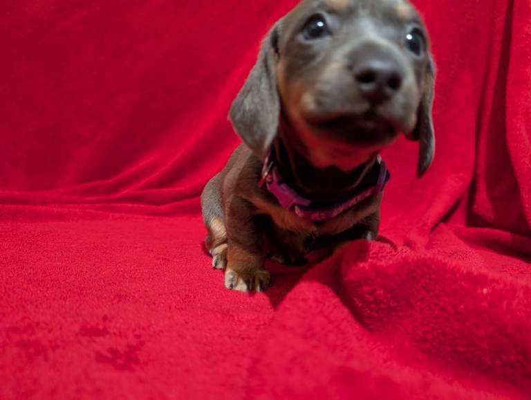 Miniature dashunds blue tan