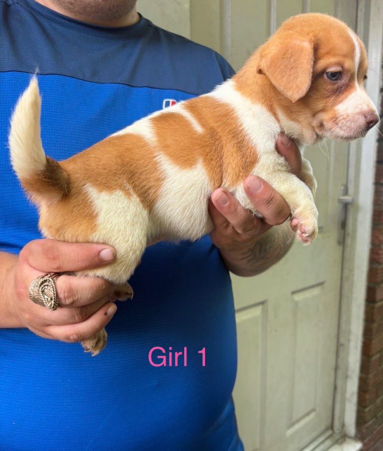 Jack Russell puppy’s 3 girls left 