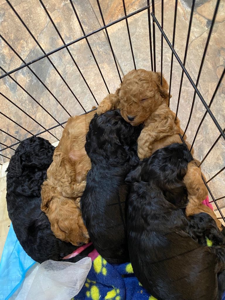 Cockapoo puppies for sale 
