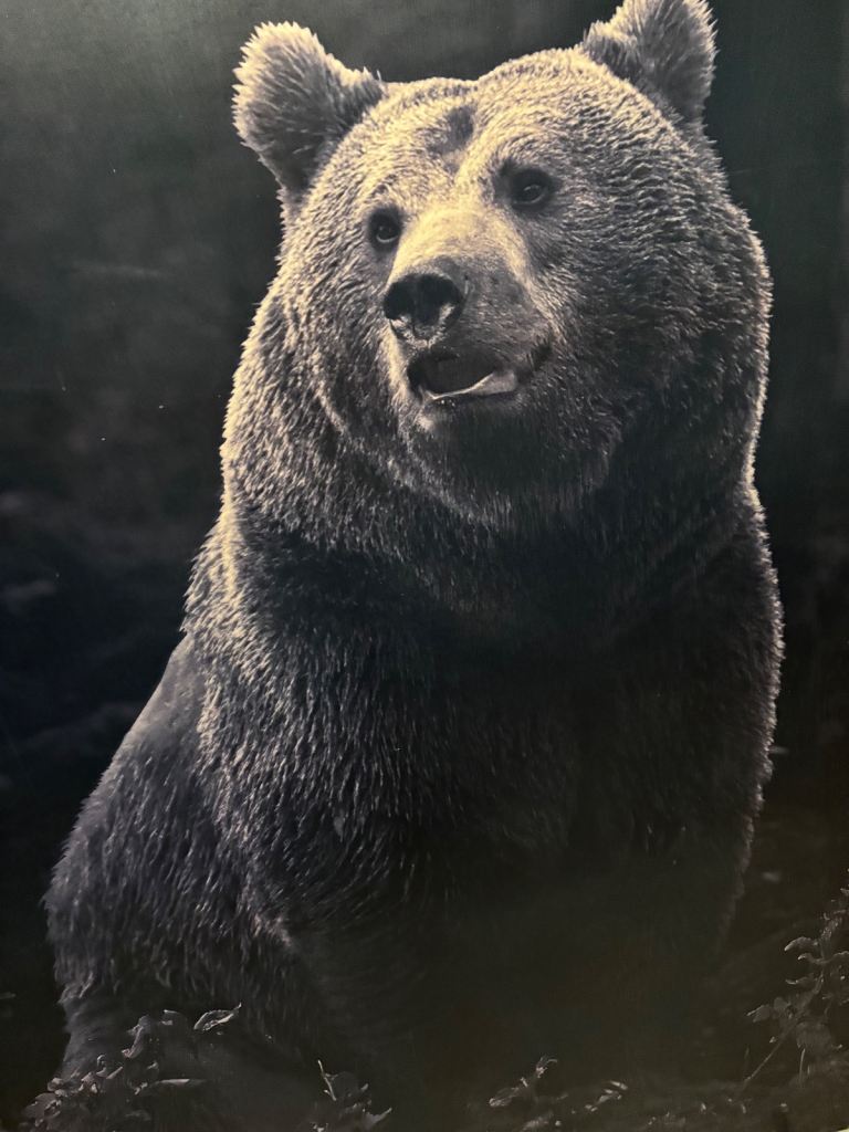 image for Large Canvas of Bear 