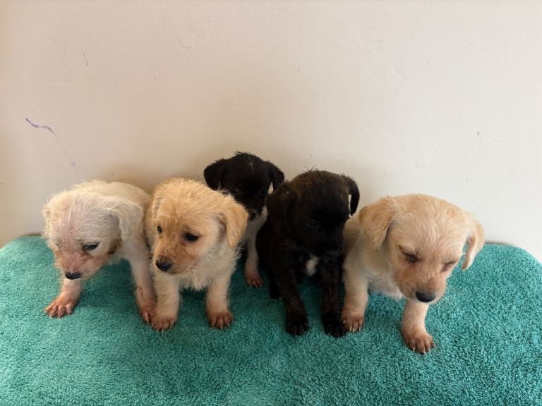 Terrier puppies 
