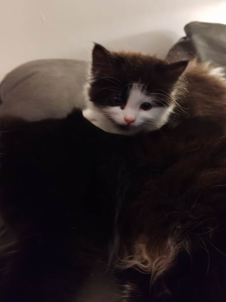 Chantilly Tiffany kittens 8 weeks old 