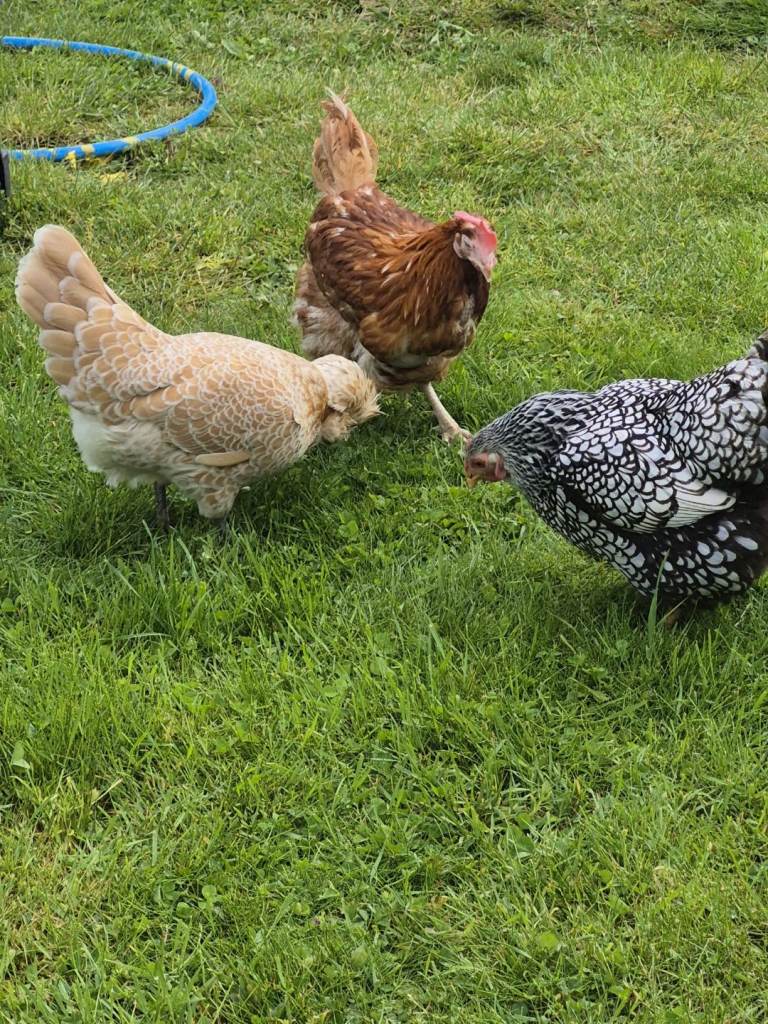 Chickens
