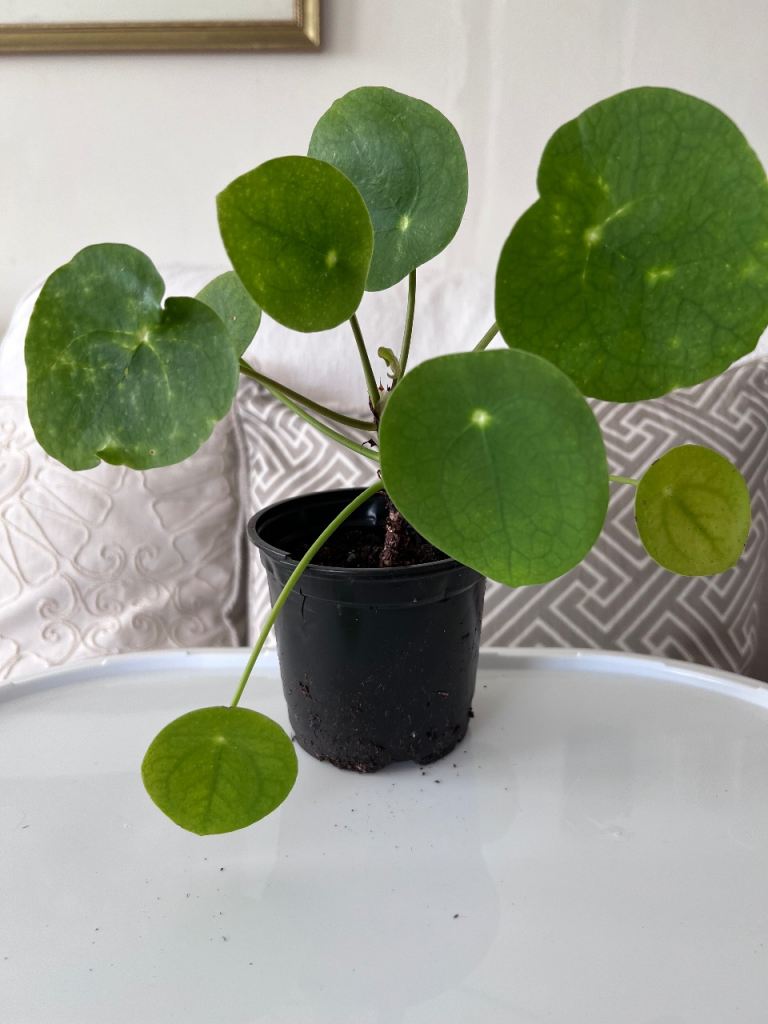 Healthy Chinese Money Plant (Pilea) in Pot