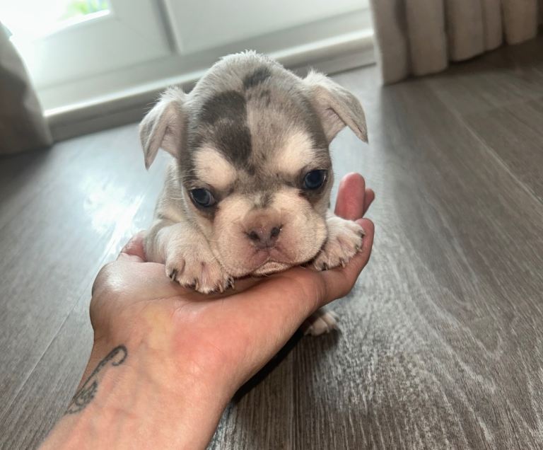 Fluffy French Bulldog Puppies Looking for Their Forever Homes