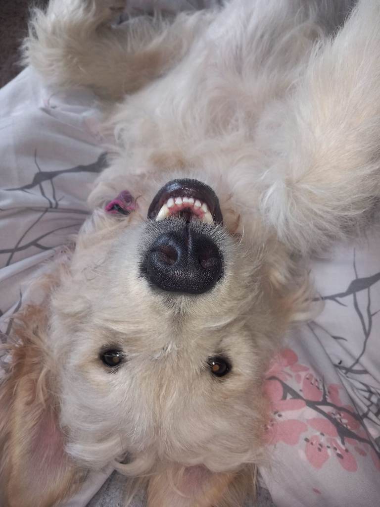 Golden retriever mix 