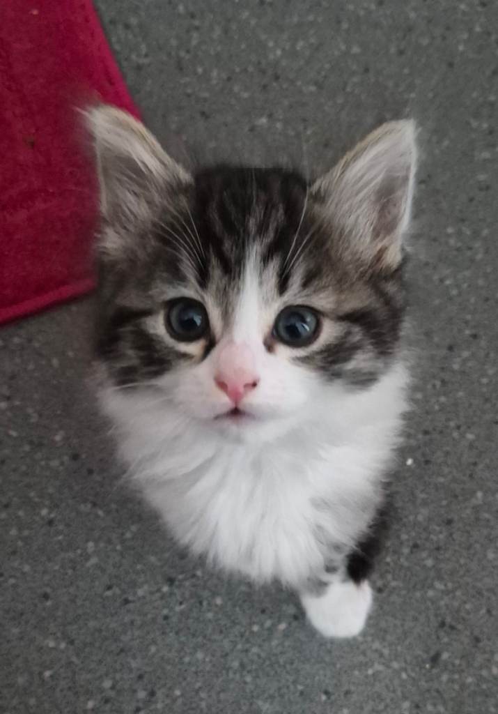 Beautiful fluffy kittens. 