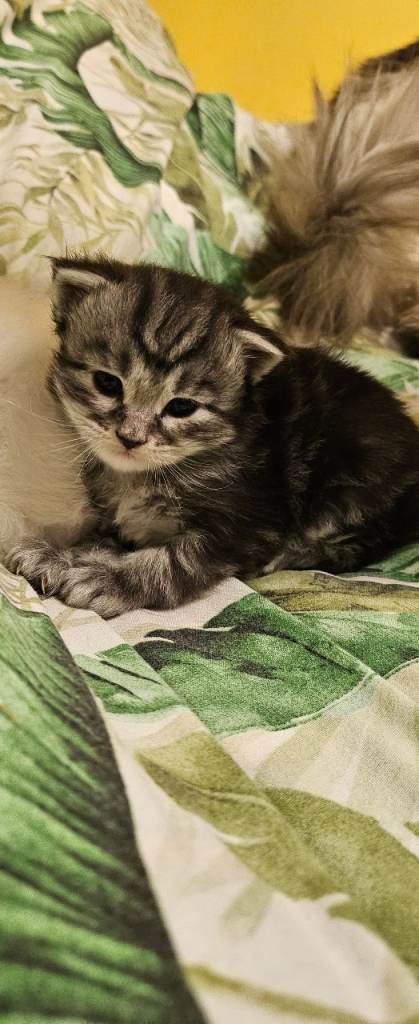 3 Maine Coon kittens 