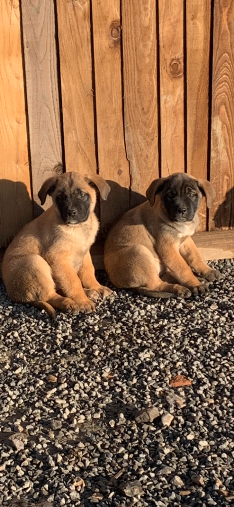 Cane corso x Caucasian shepherd puppies